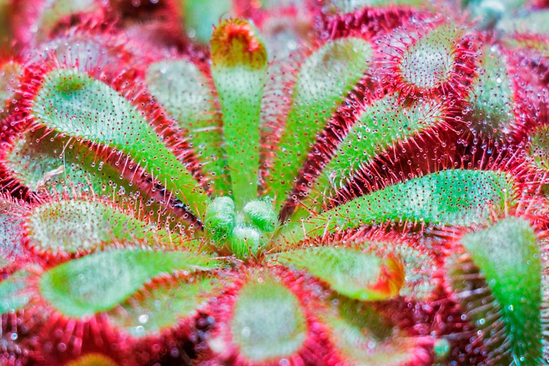 Plantas Carnívoras